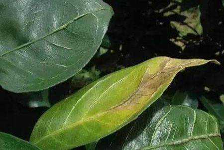 缺鉀肥