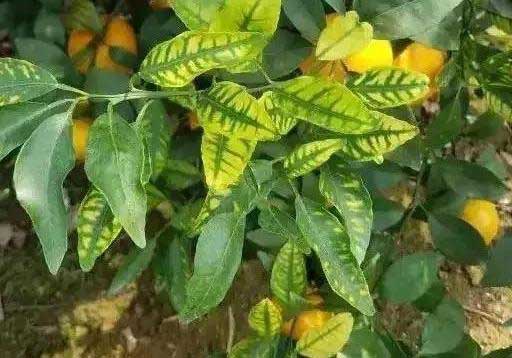 缺鈦元素