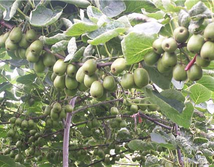 意賽格生物肥料施肥