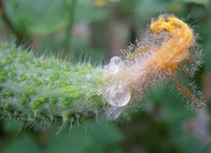 黃瓜花期灰霉病