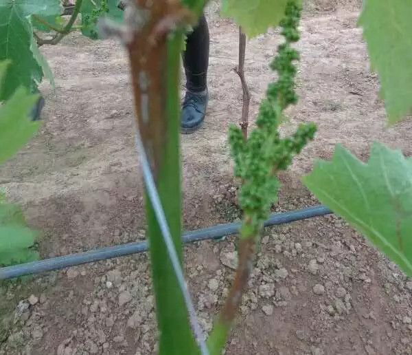 別耽誤! 葡萄發(fā)生灰霉病后這樣防治事半功倍!