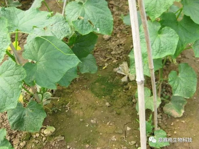 亡羊補(bǔ)牢沒有用!趕緊用起來,改良死苗爛根、土傳板結(jié)!