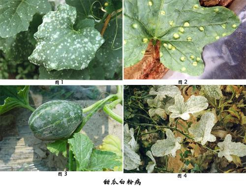 超有效的甜瓜白粉病生物防治方法,以菌殺菌！