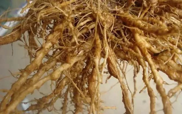 土壤調(diào)理不知道用啥？別糾結(jié)了,快來試試它！