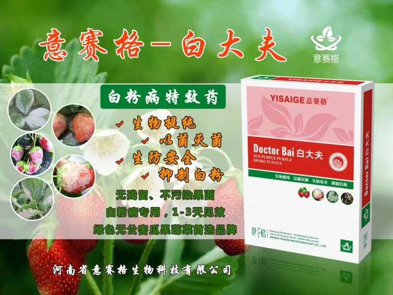 甜瓜得了白粉病，收成不好怎么辦