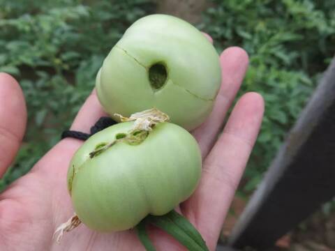 西紅柿底肥、追肥、葉面肥的使用方法，果農(nóng)要掌握三個原則！