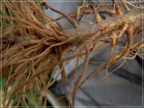 番茄易發(fā)生根腐病該如何防治？