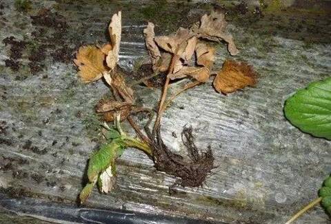 想要草莓長得好？防治根腐很重要！
