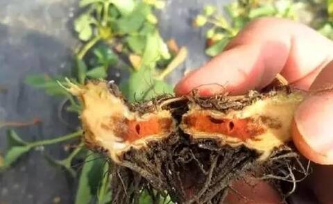 想要草莓長得好？防治根腐很重要！